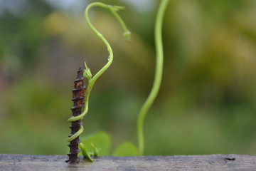 Naturaleza adaptable