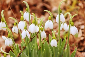 Schneeglöckchen im Garten