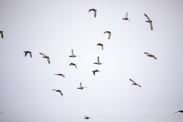 Wild ducks flying