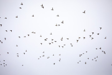 Wild ducks flying