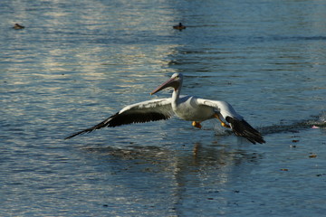 The Pelican Takeoff