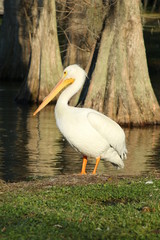 White Pelican