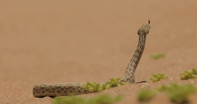 Bitis peringueyi, P&eacute;ringuey's Adder, poison snake from Namibia sand desert. Small viper in the nature habitat, Namib-Naukluft Park in Africa. Wildlife scene from nature, reptile behaviour. 