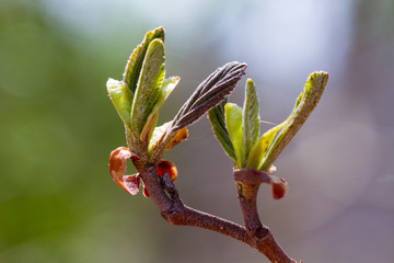 Blossoming buds of tree
