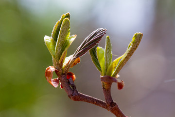 Blossoming buds of tree
