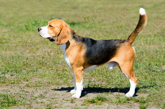 Beagle tricolor in profile. The tricolor Beagle stands on the grass in the park.