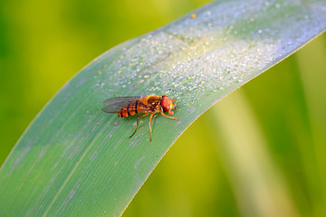 Episyrphus balteatus on plant
