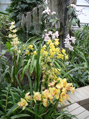 Orchid flower yellow