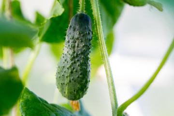 Blooming young cucumber