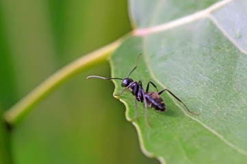 Camponotus japonicus