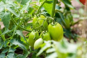 Young green tomatoes