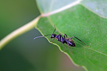 Camponotus japonicus