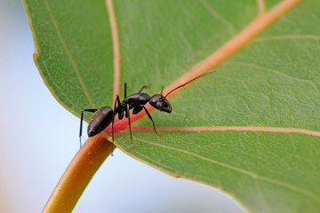 Camponotus japonicus