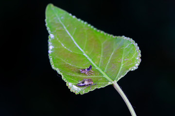 leafhopper on plant