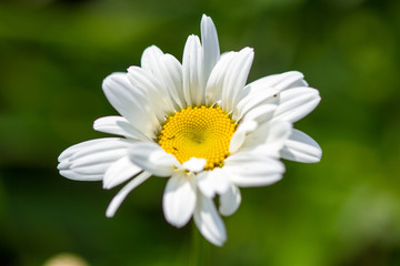 Fototapeta premium Chamomile closeup