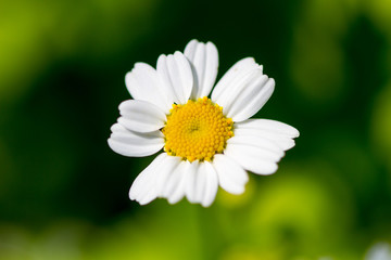 Fototapeta premium Chamomile closeup