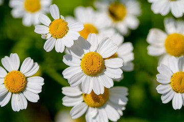 Fototapeta premium Chamomile closeup