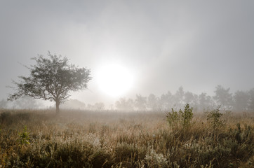 Tree in the early morning mist fog