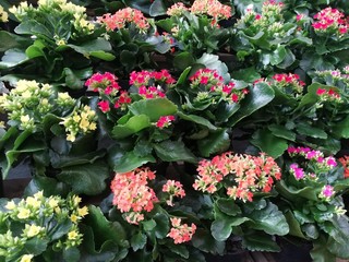 Kalanchoe o Calancola in fiore