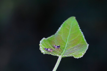 leafhopper on plant