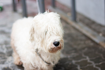 dirty overgrown white dog breed lap dog waiting for his master. bluer. close up.
