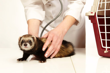 Veterinarian doctor working with young female ferret