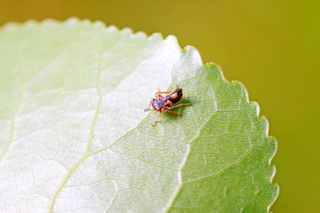 leafhopper on plant