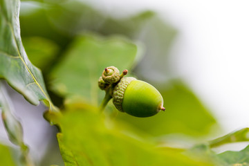 Young green acorn