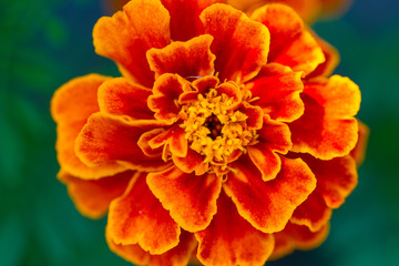 Marigold closeup