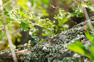 European Green Lizard (Lacerta viridis) 
