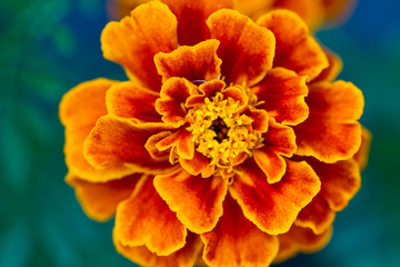 Marigold closeup
