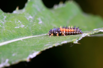 Harmonia axyridis on plant