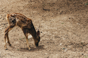 Deer cub in the zoo