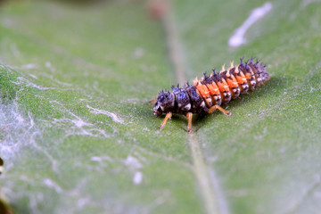 Harmonia axyridis on plant
