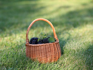 Fresh blackberries in the small basket