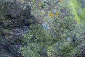 lichen on a rock