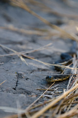 Grass snake in the grass