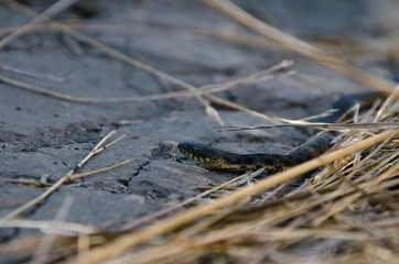 Grass snake in the grass