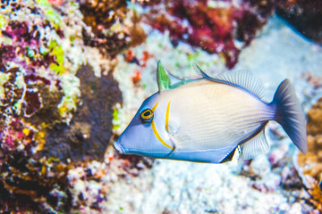 Fototapeta na wymiar Underwater image of fish