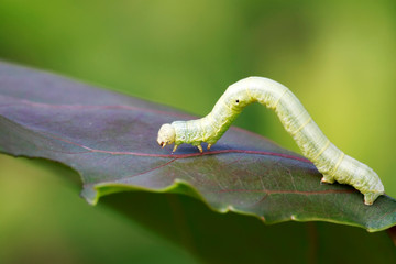 Geometridae on plant