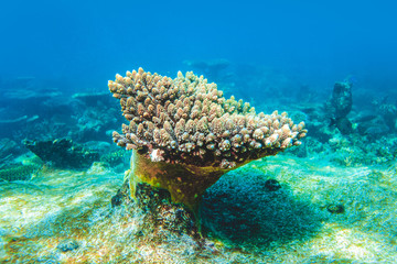 Naklejka na ściany i meble Underwater image of colorful bright corals