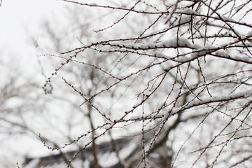 Fototapeta na wymiar 日本のお寺の境内の雪景色