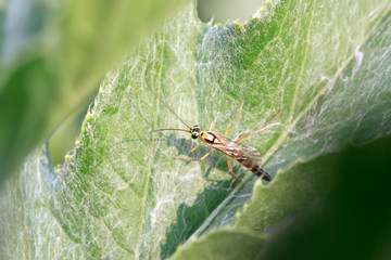 ichneumon on plant