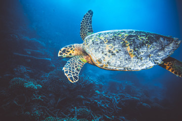 Large sea turtle swimming in Indian Ocean