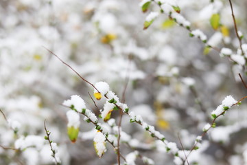 日本のお寺の境内の雪景色