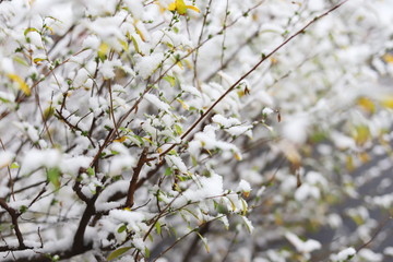 日本のお寺の境内の雪景色