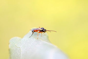 ichneumon on plant