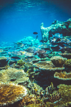 Underwater image of fish