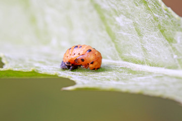 beetles puparium on plant