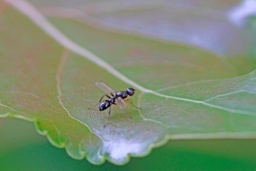Flies insects on plant